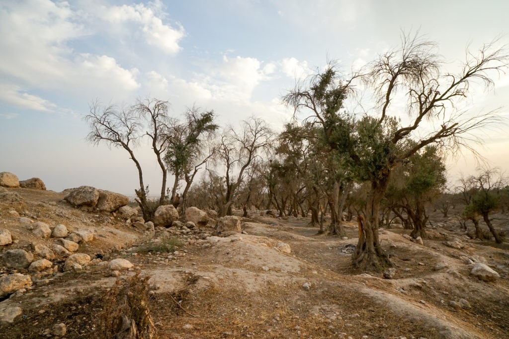 Ressource_dossierculture_Mesopotamia_#4. City of Bahzani. The olive grove burnt in front of the yezidi mausoleum Cheikh Bakeur al Qatani